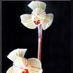 天池荷莲瓣