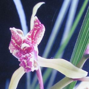 千山星蝶蕙兰