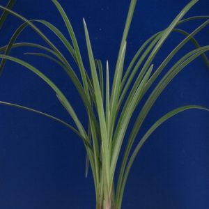 兰花背后的玄机