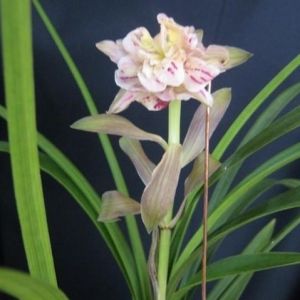 世纪礼花春兰