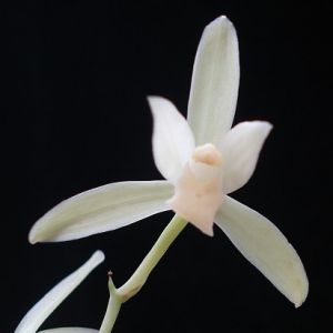 赤芽素建兰