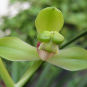 顺风梅蕙兰