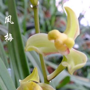 风梅建兰