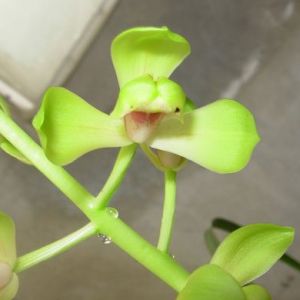 风华梅蕙兰