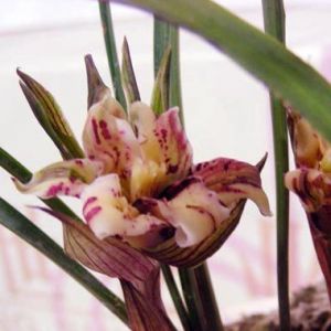 避免烂芽的方法