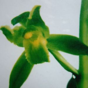天龙素蕊蝶蕙兰