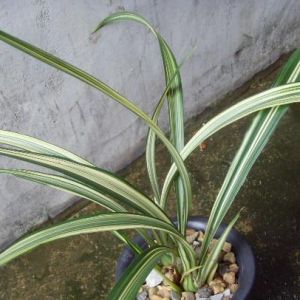 兰花植料、肥料方法