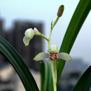 白玉含翠建兰