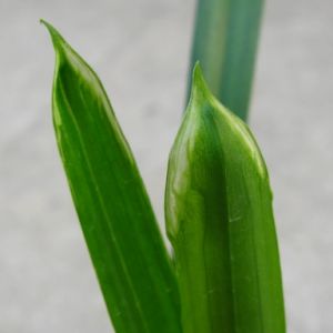 凤来朝墨兰