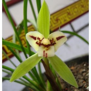 伏龙蕊蝶春兰