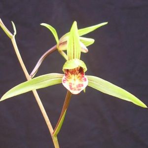喜鹊寒兰
