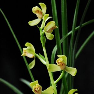 皇梅蕙兰
