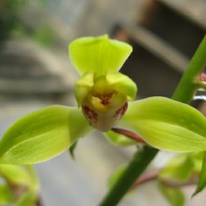方桃梅蕙兰