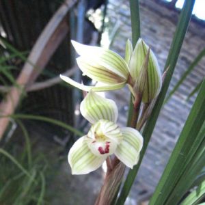 贡山大荷莲瓣