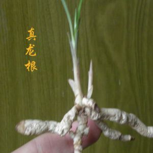 兰花龙根龙蛋