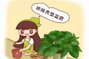 给花来个“人工呼吸”，叶子绿得像翡翠，养20年不烂根...