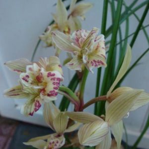 锦上添花莲瓣