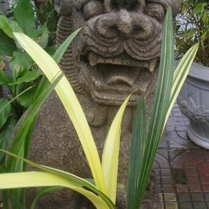 桑原晃墨兰