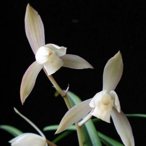 玉芙蓉(麻壳素)建兰