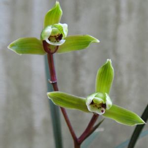 兰花幼芽的生长