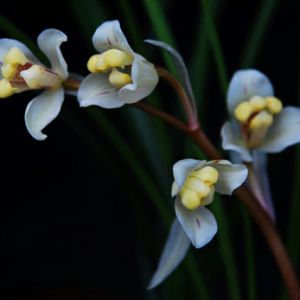 虎山玉梅莲瓣