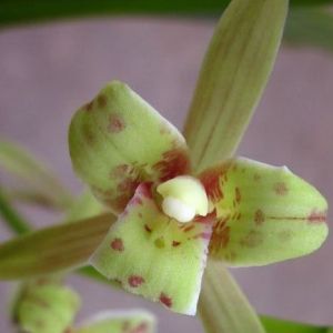 秋芝三星蝶