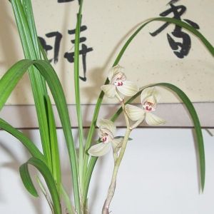 三喜荷(紫熹荷)莲瓣