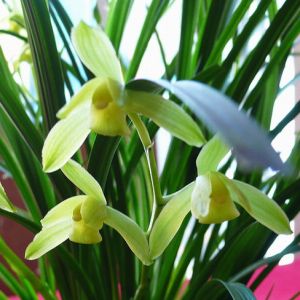 秋芝素秋芝