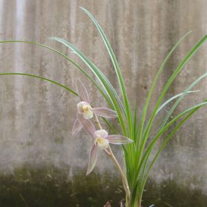 人面桃花莲瓣