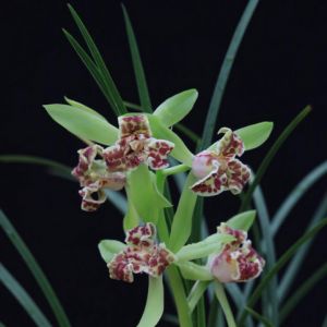 江南名蕊蕙兰