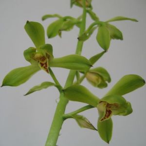 板桥梅蕙兰