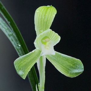 霸王素春兰