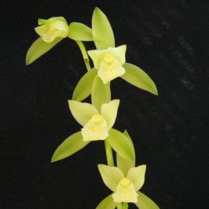 建兰荷花素怎么样？建兰荷花素几月开花建兰大荷花素的原产地
