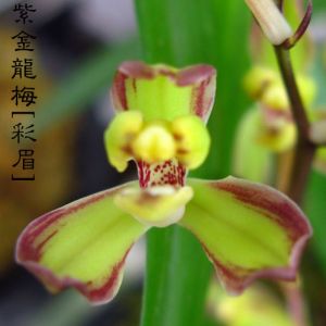 紫金龙梅(彩眉梅)建兰