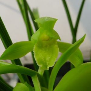 万德素蕙兰