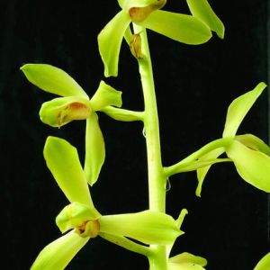 翡翠梅蕙兰
