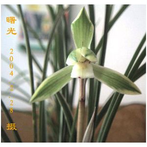 黔兰蝶春兰