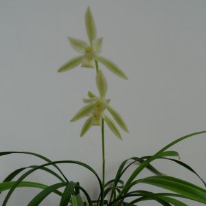 黄山雪宜兰白花建兰