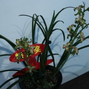 紫玉金砂蕙兰