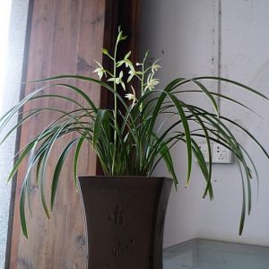 银边大贡建兰