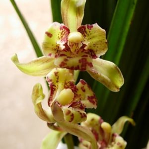 秋芝蝶花