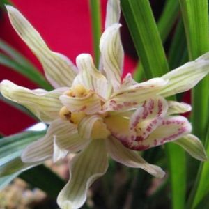玉菊神州彩云苍洱牡丹莲瓣