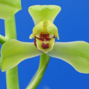 鑫梅蕙兰