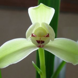 关于寒兰