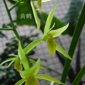 黄鹤夏寒兰素