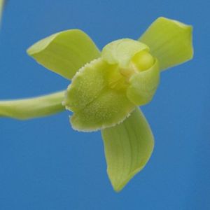 兰花养殖兰花组培视频
