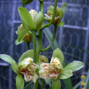 白玫瑰夏榜墨兰