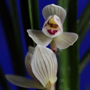 出水芙蓉莲瓣