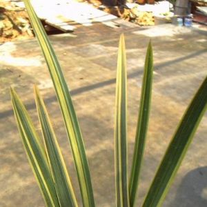 兰花缟线是什么意思？