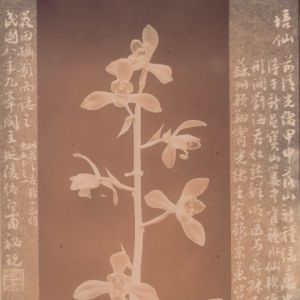 培仙蕙兰